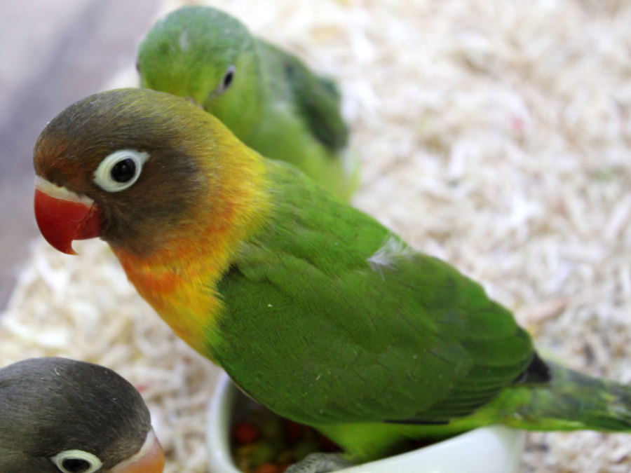 ボタンインコ 鳥 手取フィッシュランド