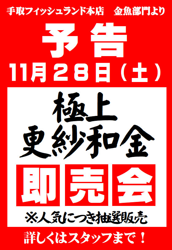 極上更紗和金即売会 開催 ペットショップ 手取フィッシュランド 極上更紗和金即売会 開催 ペットショップ 手取フィッシュランド
