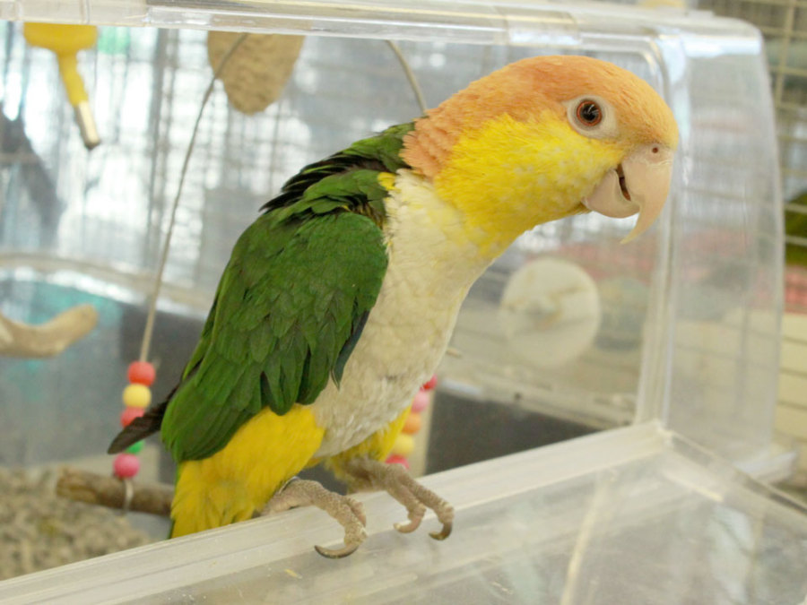 シロハラインコ 鳥 手取フィッシュランド