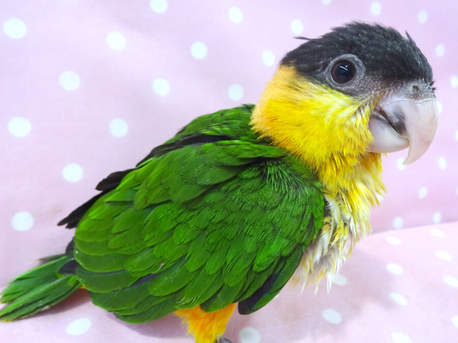 シロハラインコ 鳥 手取フィッシュランド