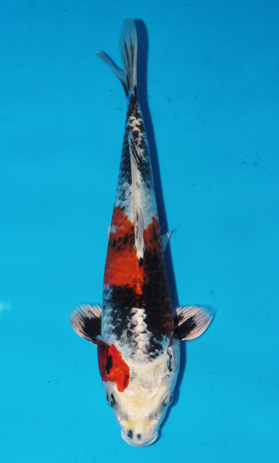 金昭和 - 錦鯉 - 手取フィッシュランド 