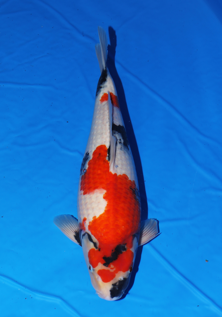 昭和三色 - 錦鯉 - 手取フィッシュランド 