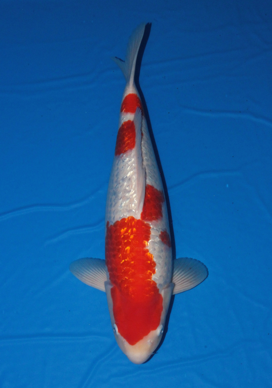 【 魚酔 】☆★☆サマーセール2019☆★☆ 広井養鯉場産 昭和三色 50cm #NHG-3 魚酔  広井養鯉場産 銀鱗紅白 47cm #263 阪井養魚場産｜