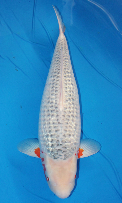 銀鱗浅黄 錦鯉 手取フィッシュランド