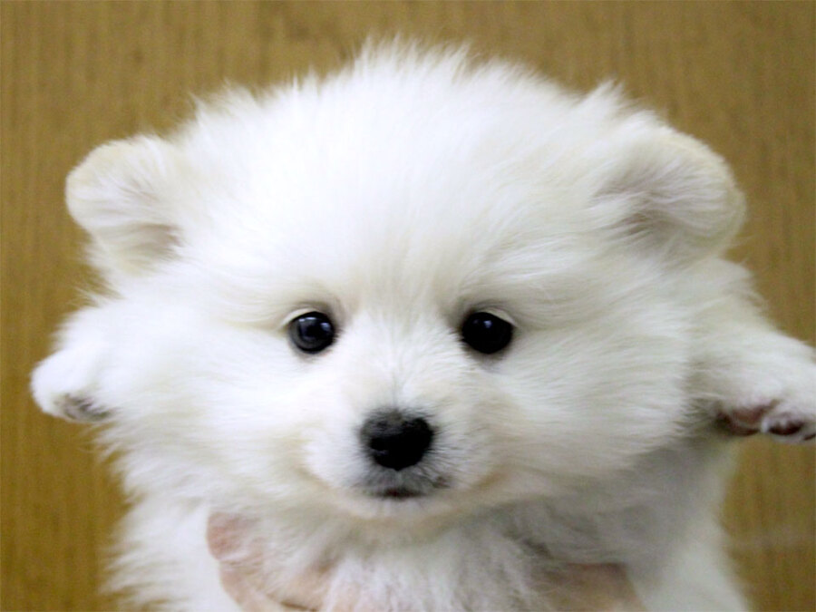 ポメラニアン マイドッグリング 9号 SV925 *新品 ポメラニアン マイドッグリング 9号 SV925 *新品