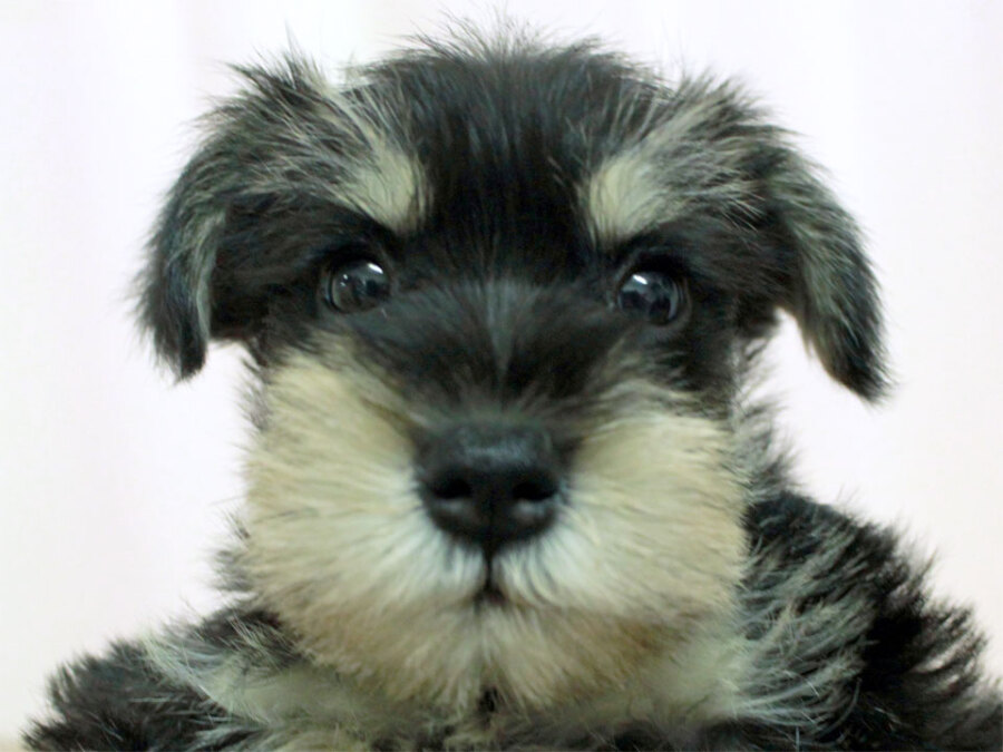 ミニチュア シュナウザー 犬 手取フィッシュランド