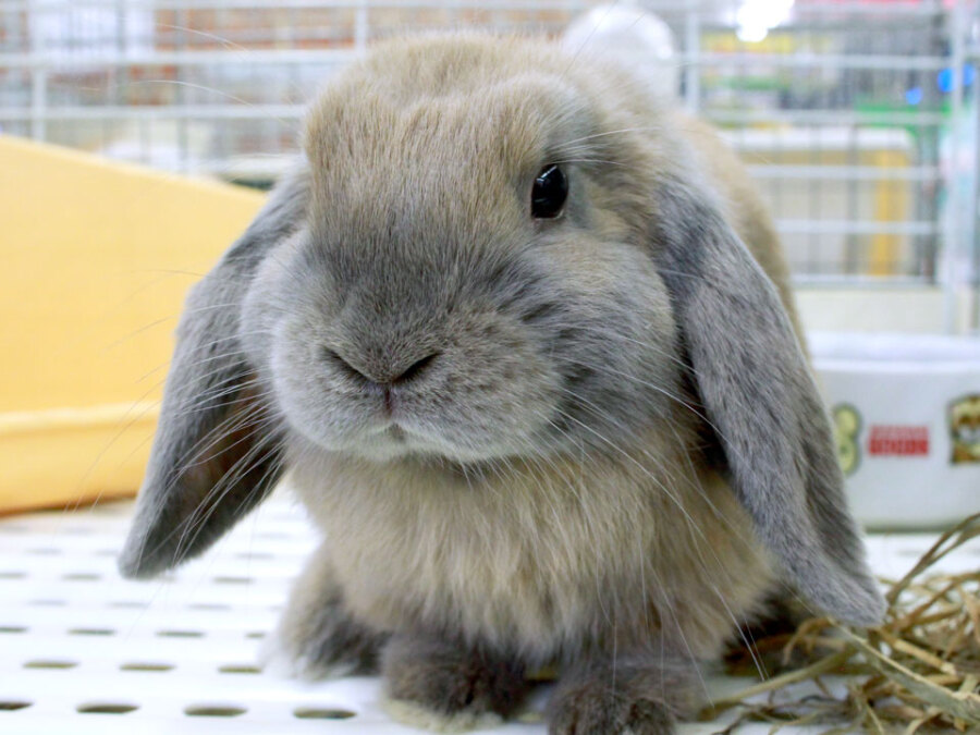 うさぎ 小動物 手取フィッシュランド